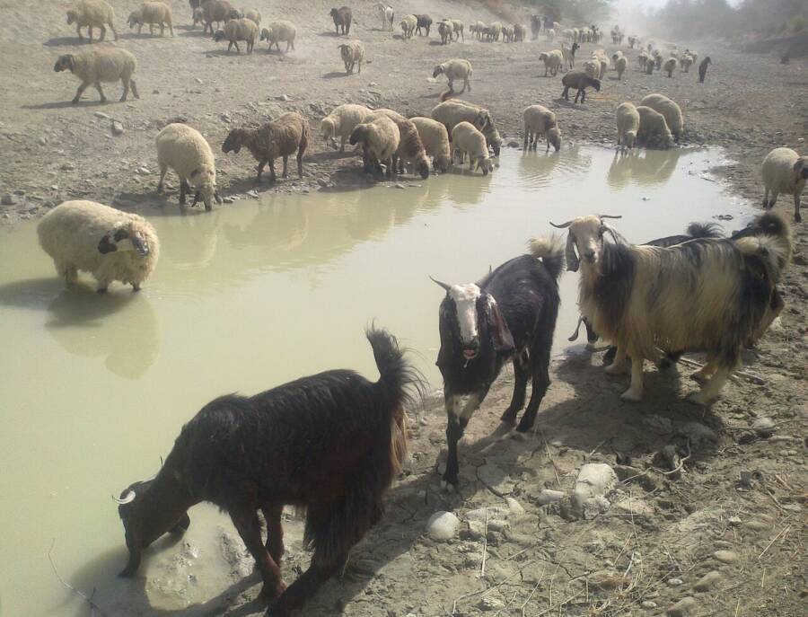 Sheep And Goats In Turbat