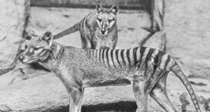 Tasmanian Tigers Featured