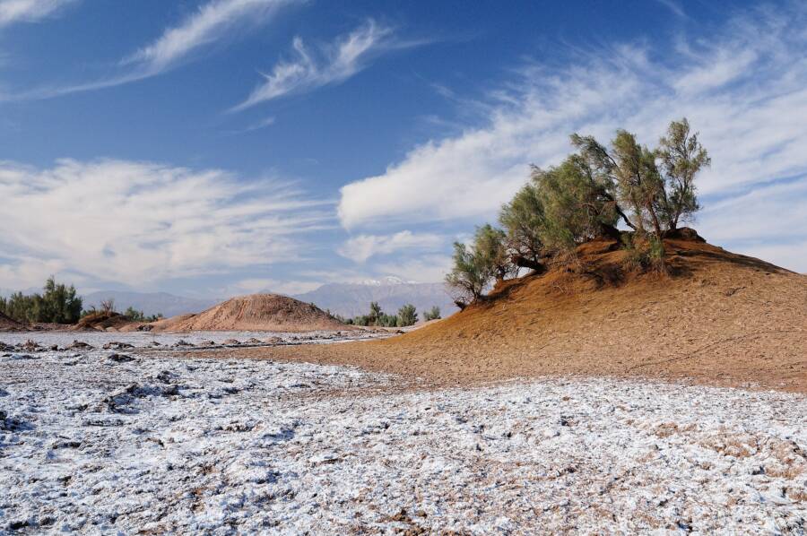 Trees In Lute Desert