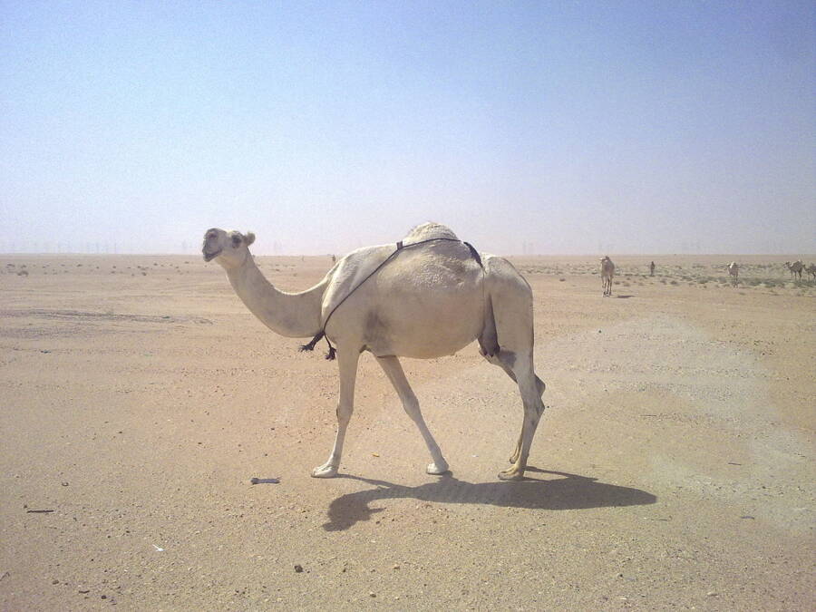 White Camel In Kuwait