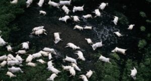 Lake Nyos Disaster Featured