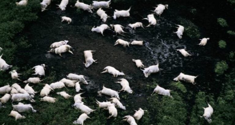 Lake Nyos Disaster Featured