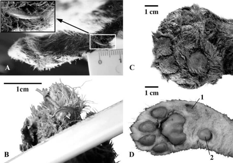 Saber-Toothed Kitten Mummy Discovered In Siberia