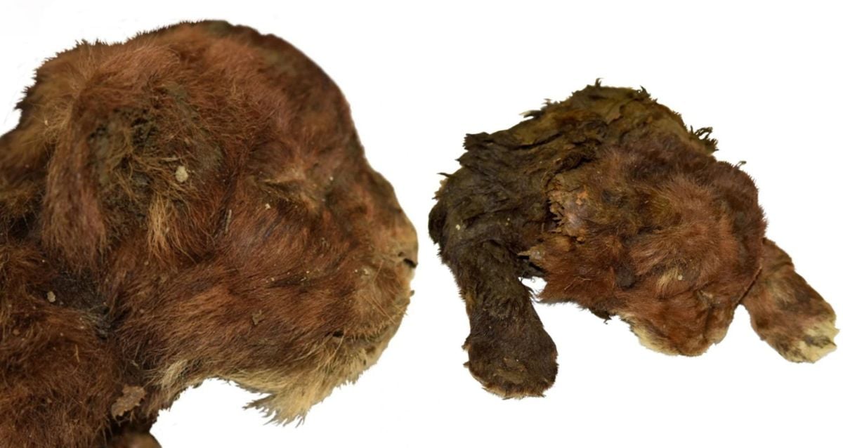 Saber-Toothed Kitten Mummy Discovered In Siberia