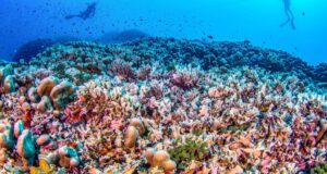 Solomon Coral Featured