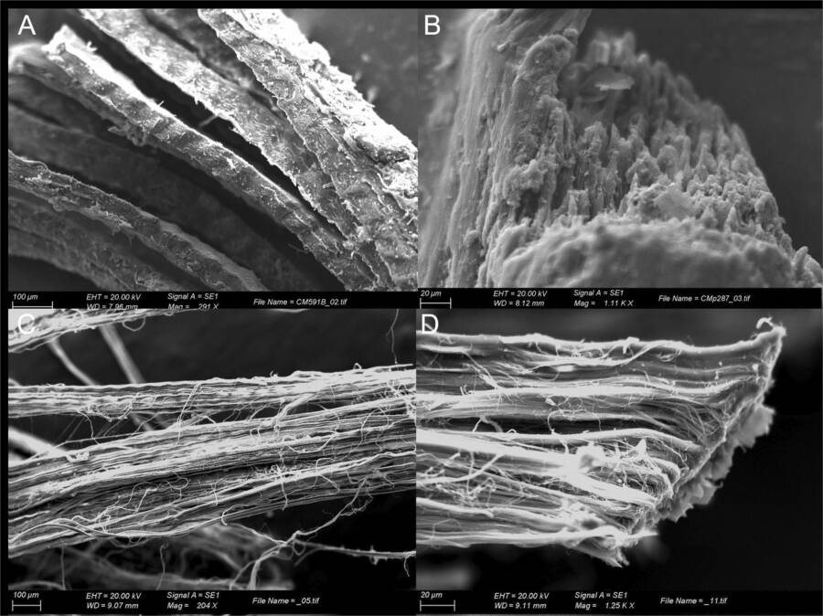 Bowstring Tendons