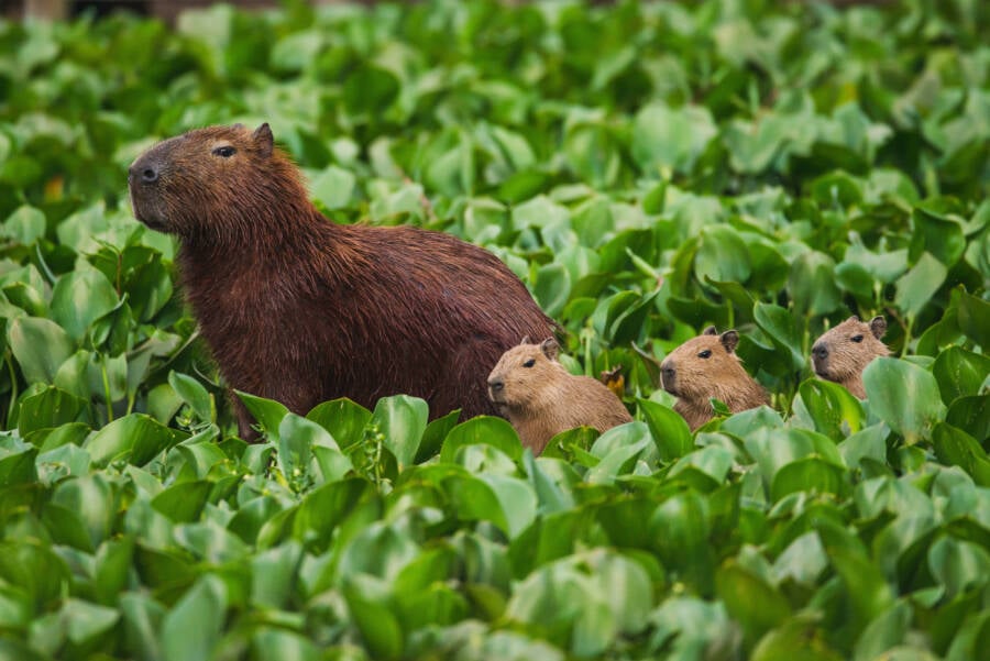 Capybara Rodent Of Unusual Size