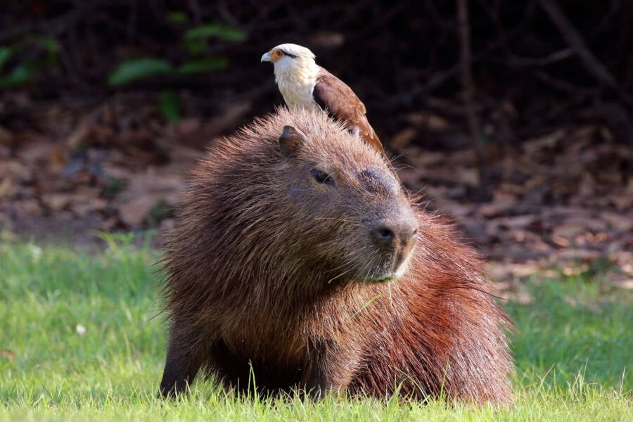 Caracara Sitting On A Capybara