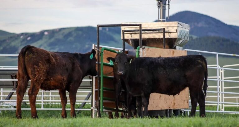 Cows At A Seaweed Feeder Featured