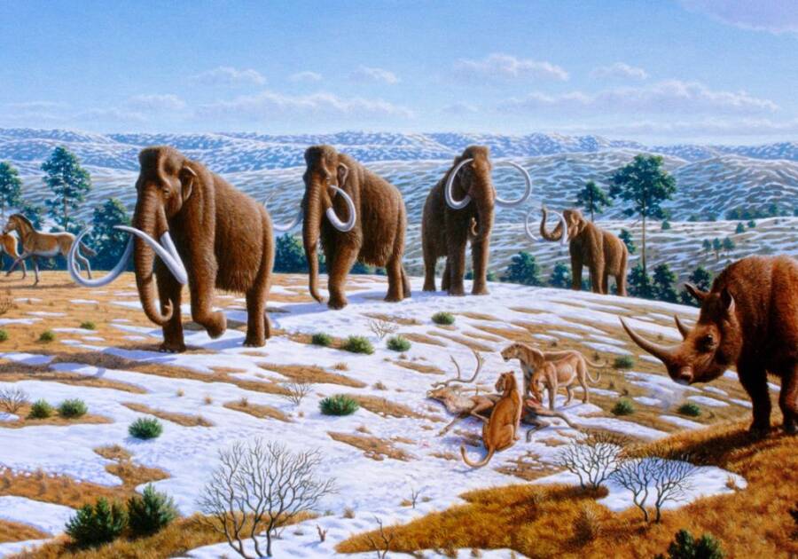 Ice Age Fauna