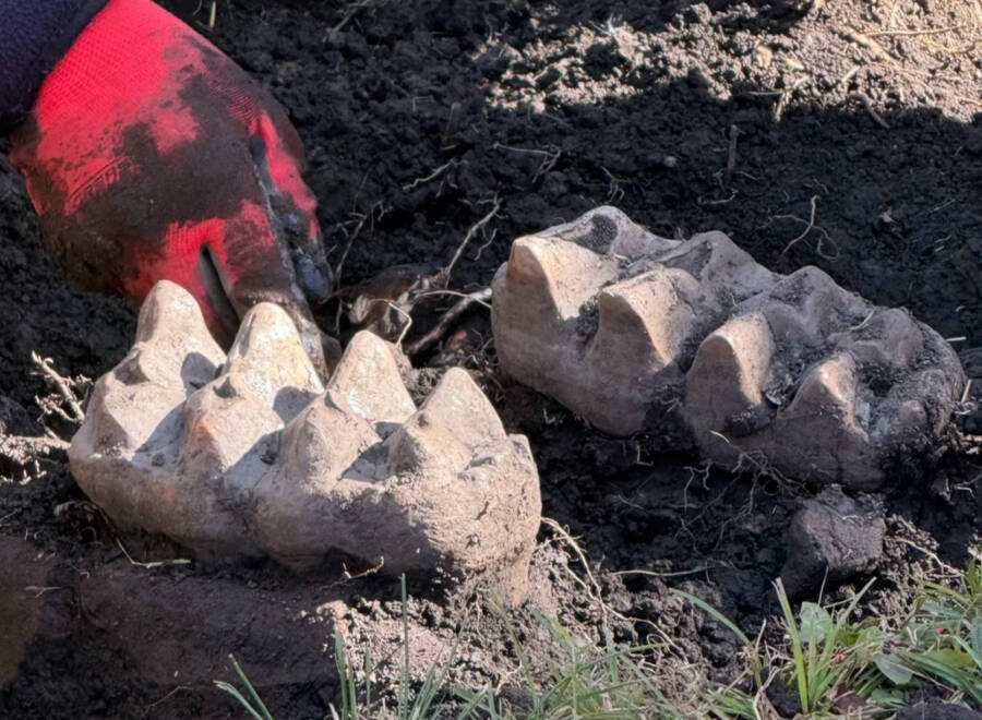 Mastodon Jaw From Orange County New York