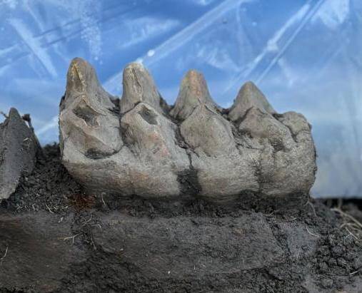 Mastodon Jaw Piece