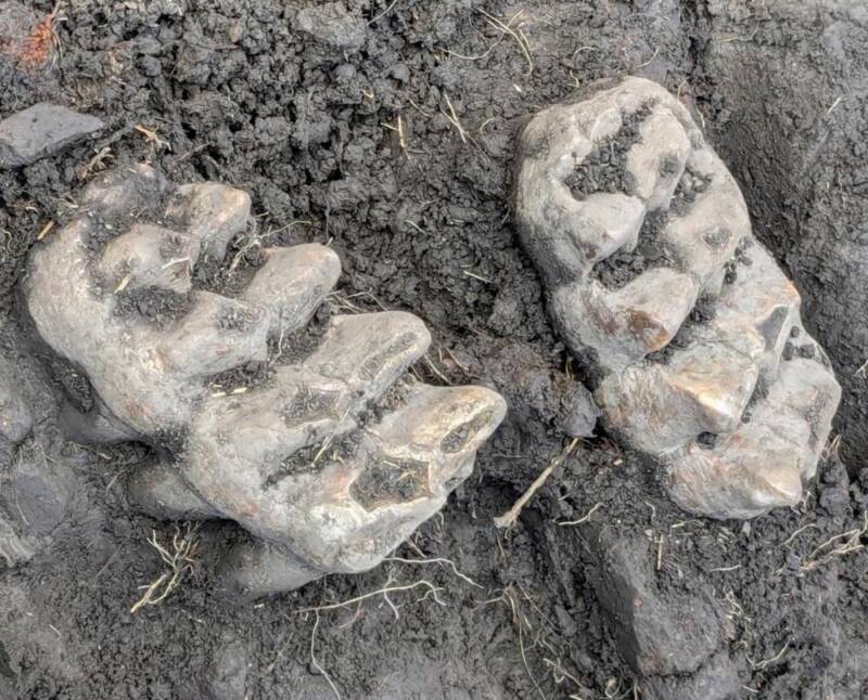 Mastodon Jawbone Found In New York