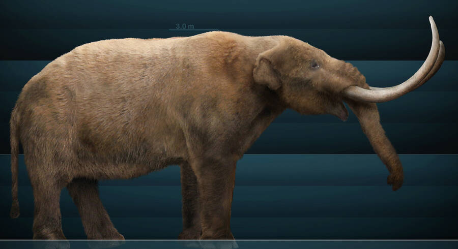 Mastodon Restoration