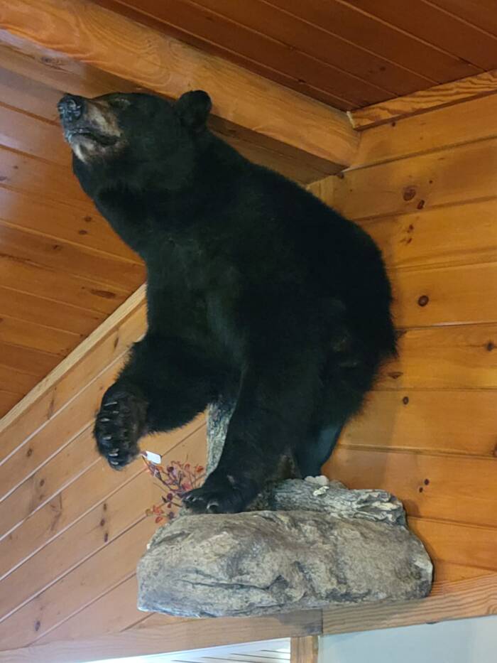 Mounted Bear