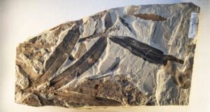 Othniophyton Elongatum Fossil Featured