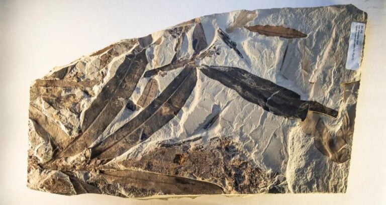 Othniophyton Elongatum Fossil Featured