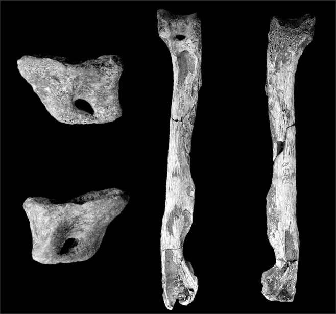 Palaeeudyptes Klekowskii Fossils