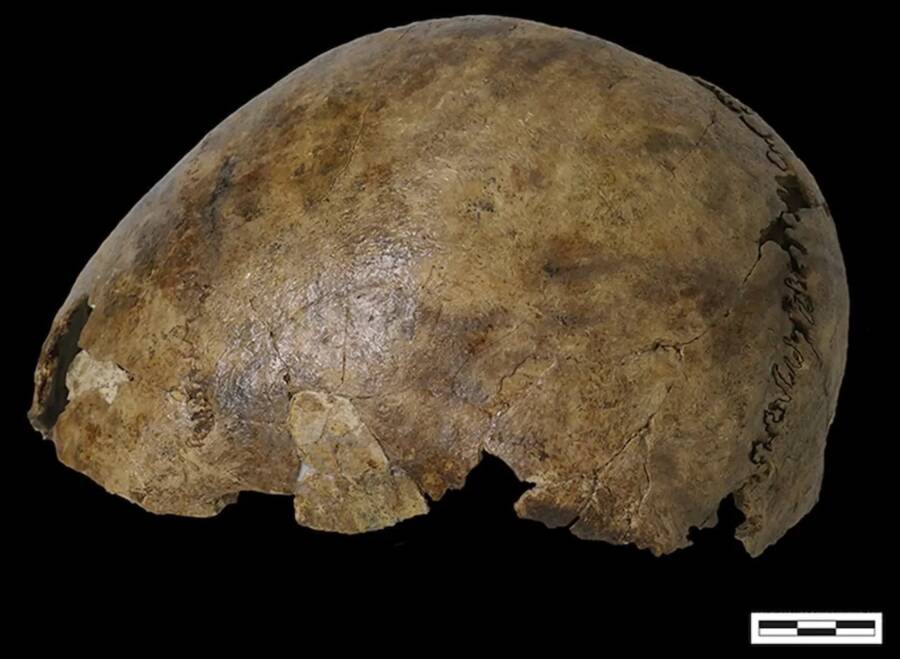 Cranium Found In The Ancient Belgian Tomb