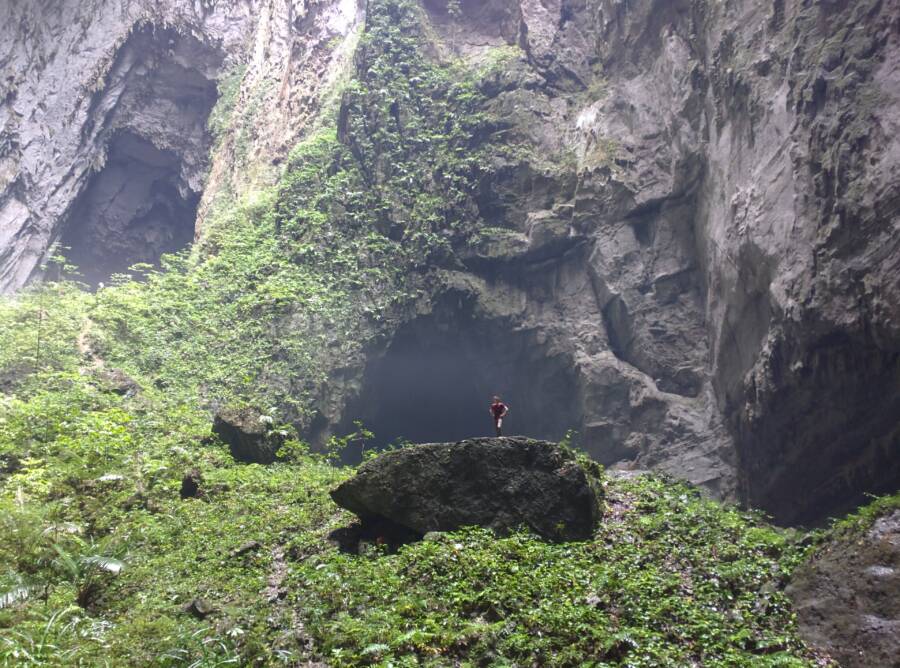 Vegetation Growing In Hang Son Doong