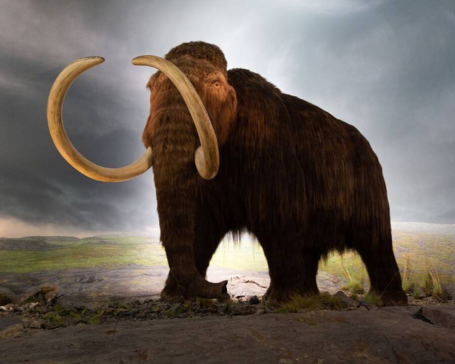 When Did Mammoths Go Extinct