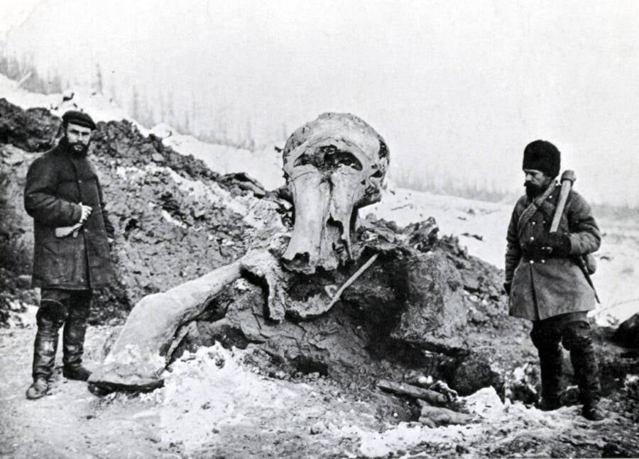 Woolly Mammoth Extinction