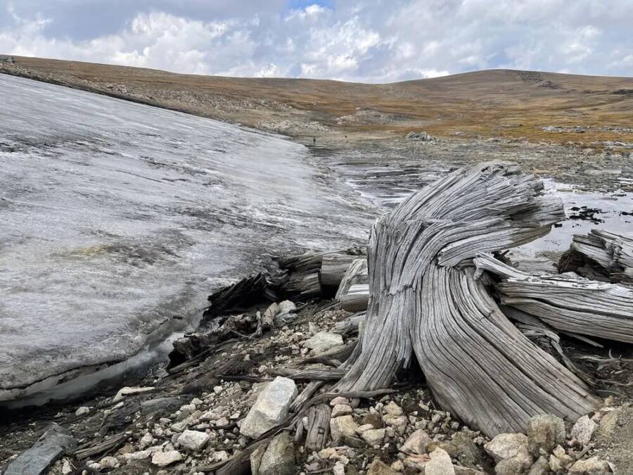 Wyoming Beartooth Plateau Prehistoric Trees