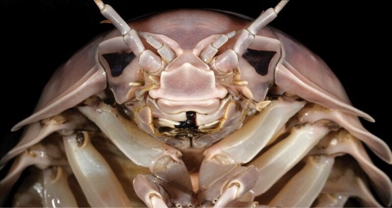 Bathynomus Vaderi Featured