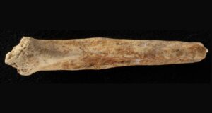 Dog Penis Bone Featured