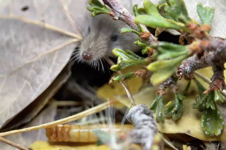 Mount Lyell Shrew In Bushes