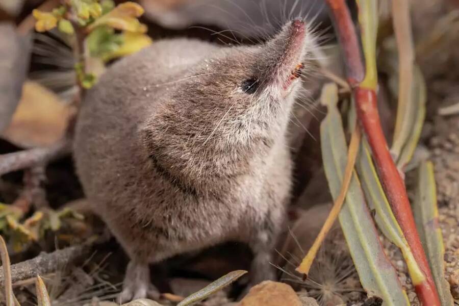 Mount Lyell Shrew