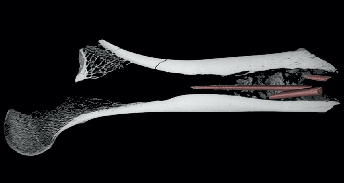 7,000-Year-Old Poison Arrowheads Found Embedded In An Antelope Bone Uncovered Inside A South African Cave