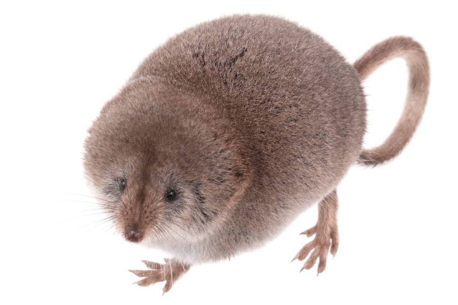 Photograph Of The California Shrew