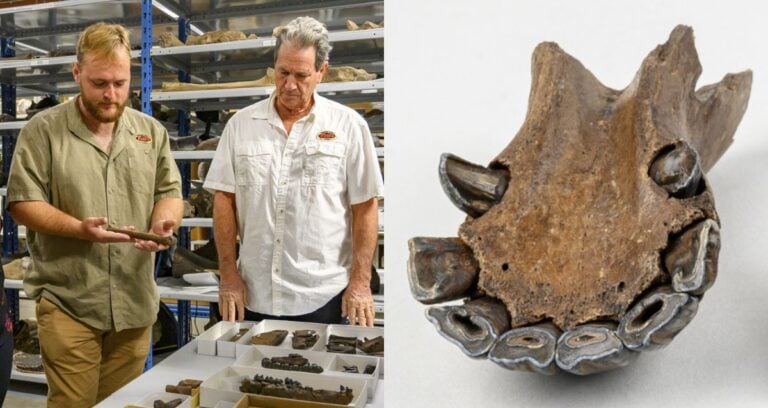 Fossil Hunters Alongside Jaw Fossil Featured