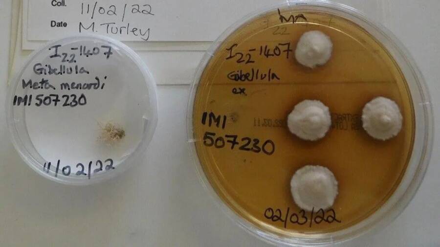 Gibellula Attenboroughii Samples