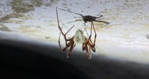 Irish Zombie Spider Featured Image