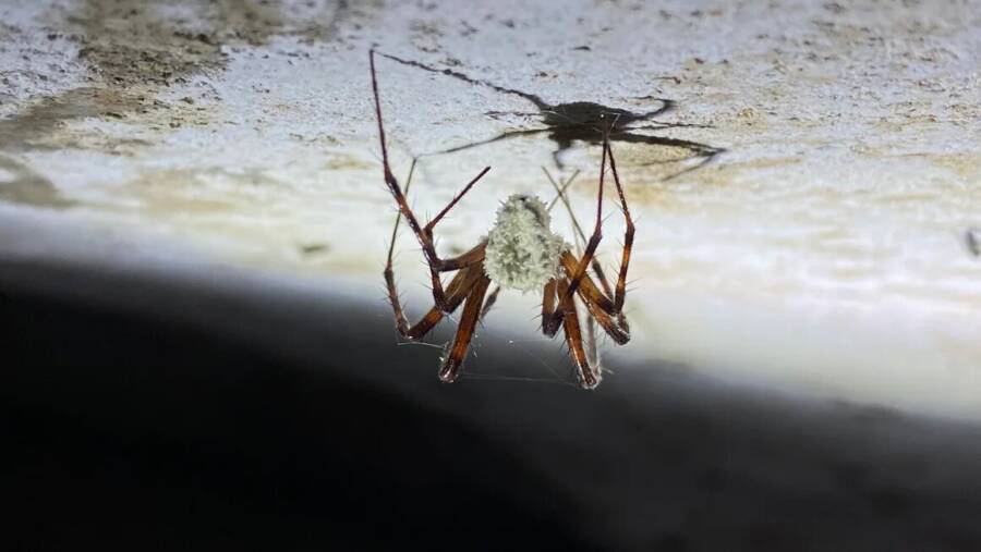 Gibellula Attenboroughii Zombie Spiders