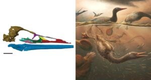 Skull Alongside Vegavis Iaai Featured