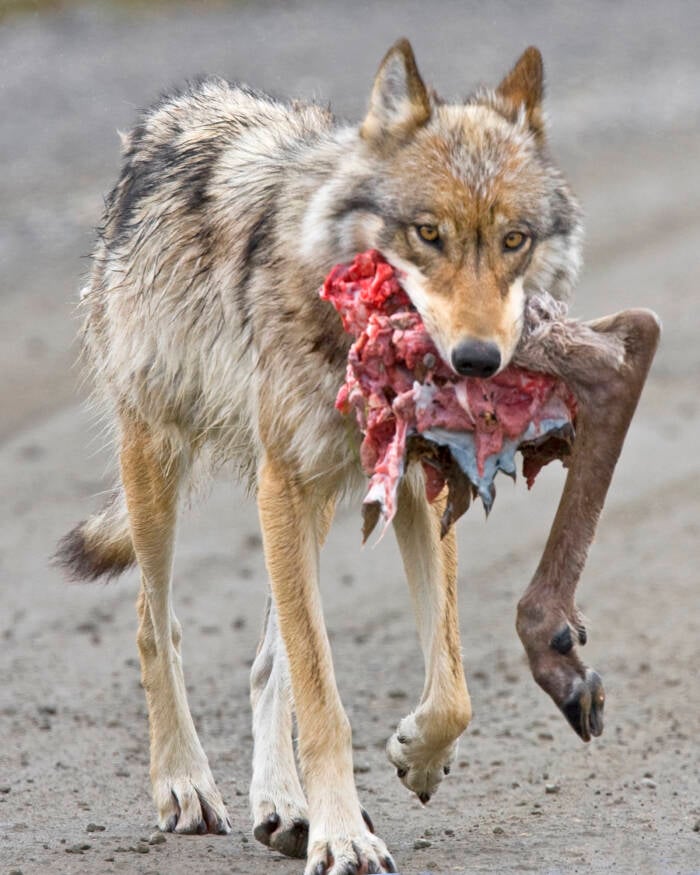 Wolf Carrying A Caribou Hindquarter