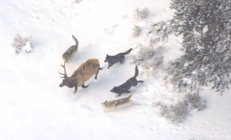 Wolves Pursuing An Elk