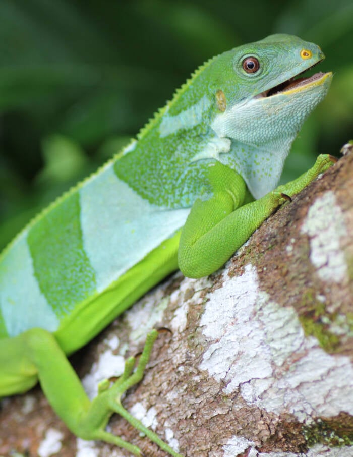 Central Fijian Banded Iguana