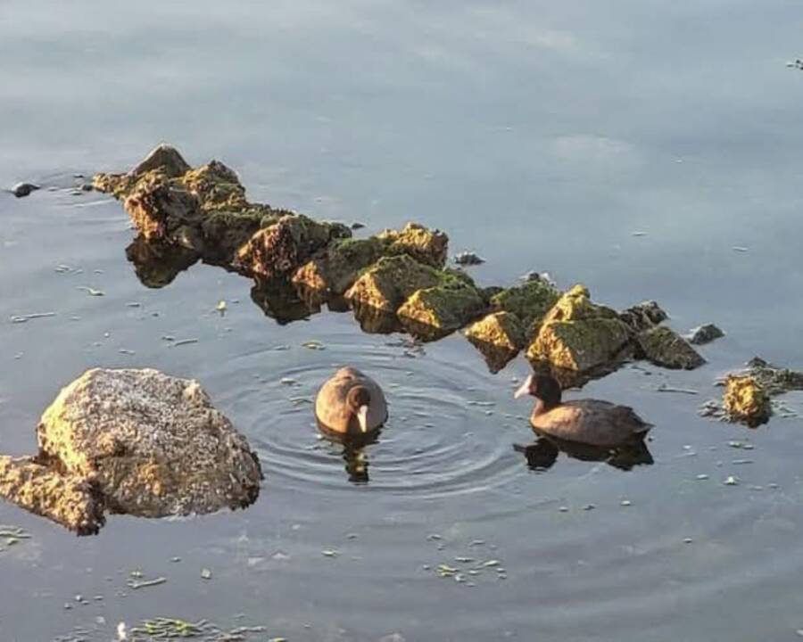 Ducks Near Villa Walls