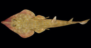 Featured Guitar Shark Species Discovery