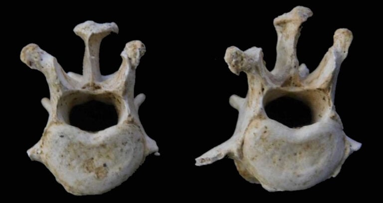 Featured Roman Dog Sacrifice Bones