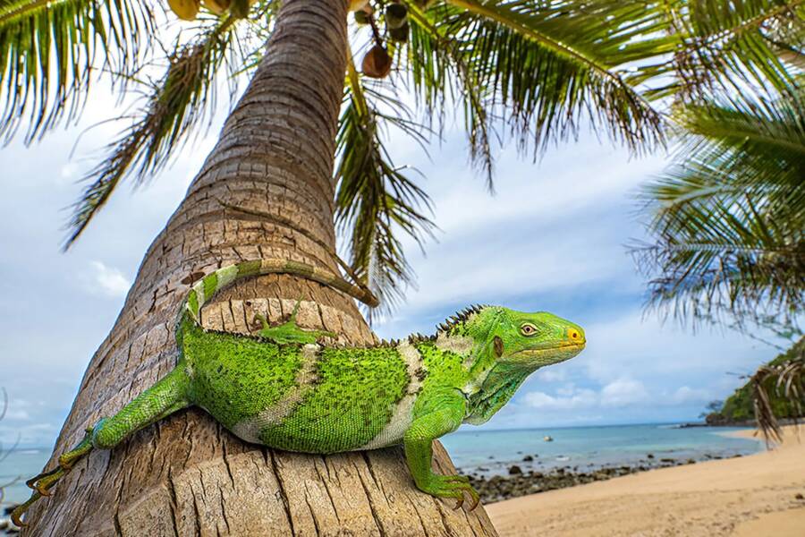 Fiji Iguana Colonization