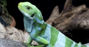Fiji Iguana Featured