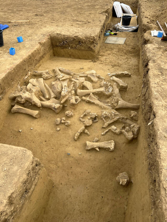 Mammoth Bones In Austria