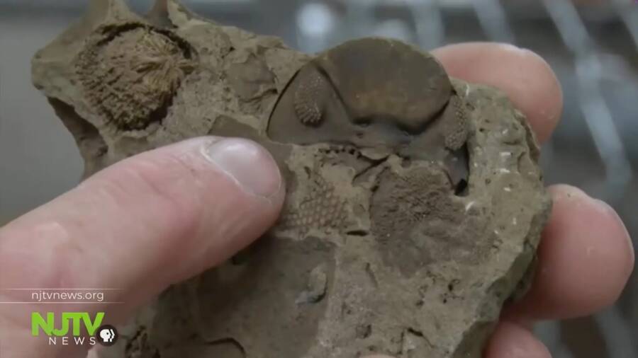 Fossils Belonging To Martin Becker