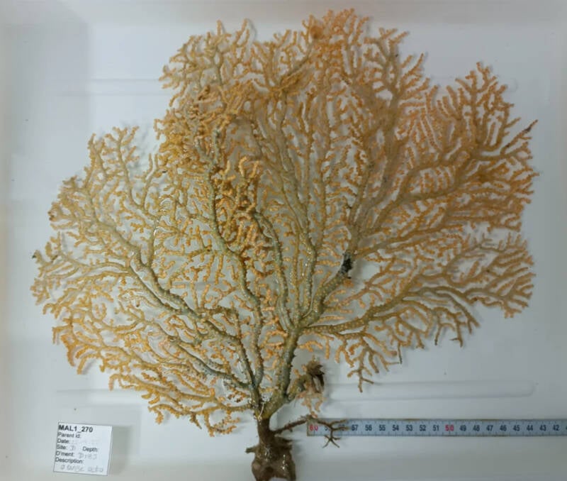 Ocean Census Coral Discovery