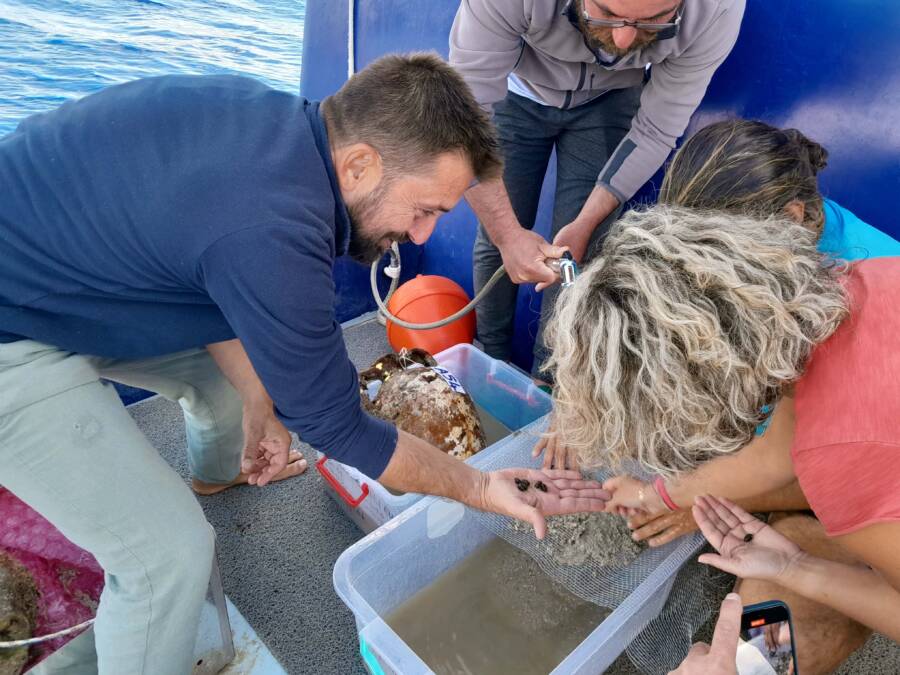 Artifacts From Shipwreck In Turkiye